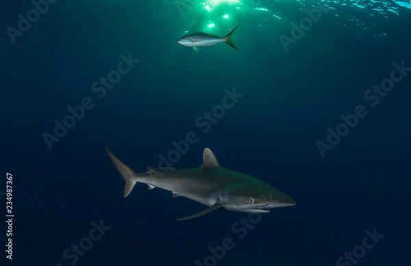 Fototapeta Sharks