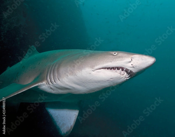 Fototapeta Shark with teeth