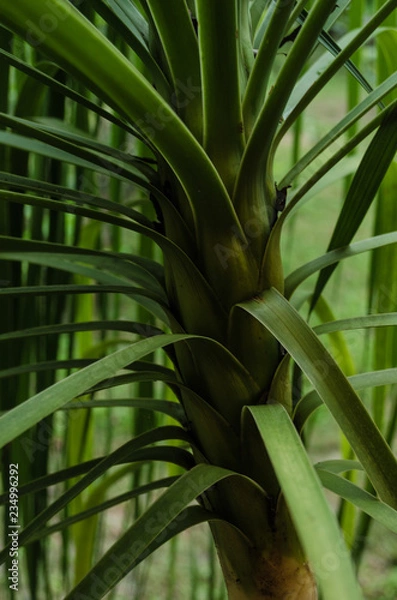 Fototapeta close to a green palm tree, in the light of the night