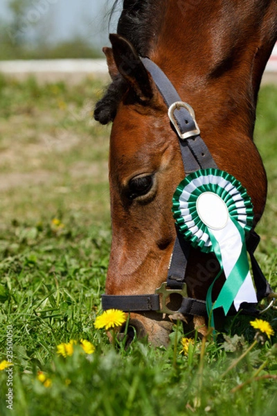 Obraz Pony with green rosette
