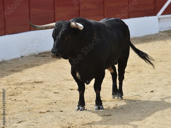 Fototapeta toro en españa