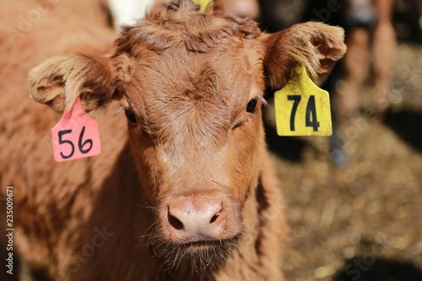 Fototapeta Red Calf
