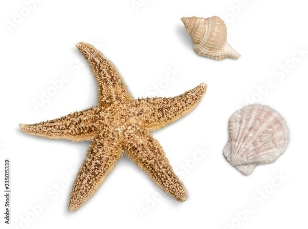 Fototapeta Starfish and Seashells Isolaated