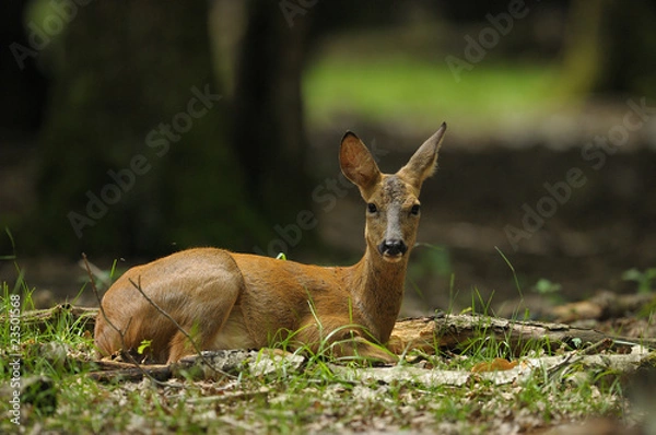 Fototapeta chevrette