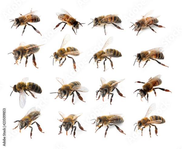Obraz Set with honey bees on white background