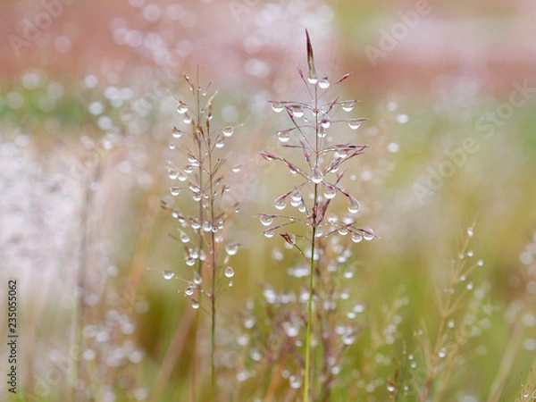 Fototapeta Grass Flowers