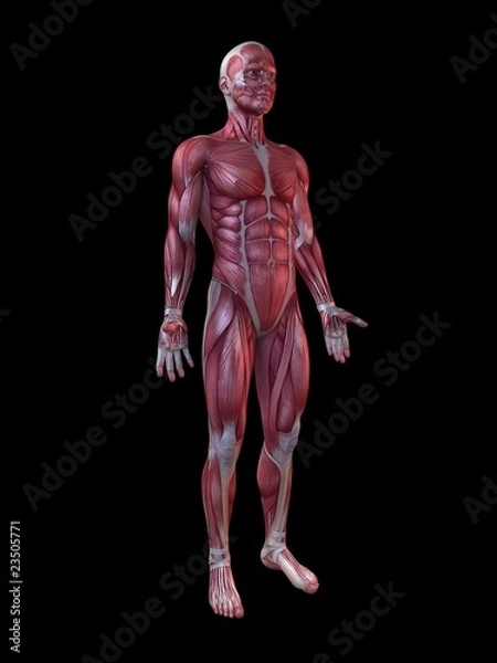 Obraz männliche Muskelsystem