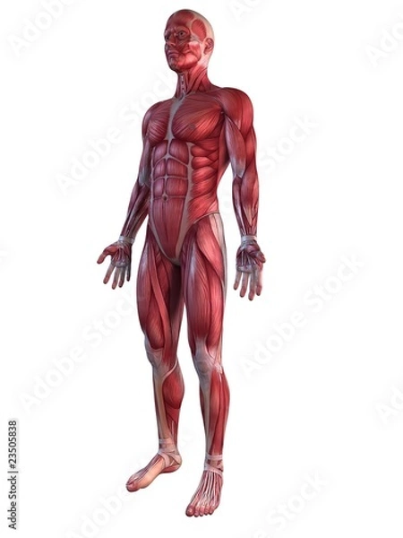 Obraz männliche Anatomie - Muskelsystem