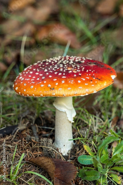 Fototapeta mushroom with red cape filled with white dots on the grassy field in the shade