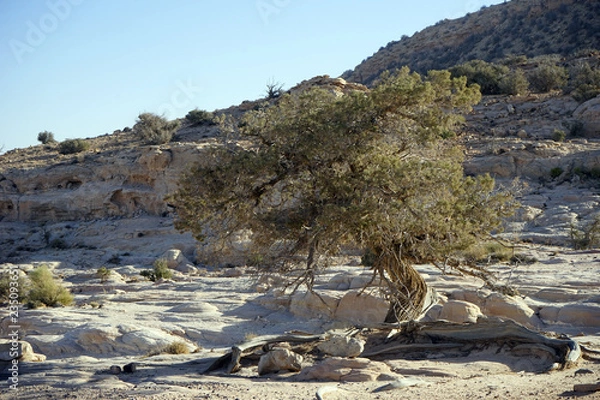 Fototapeta Saxaul tree on the white rock