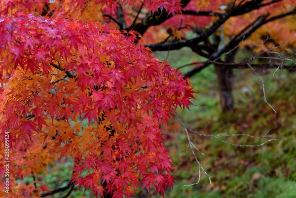 Fototapeta 庭園の紅葉