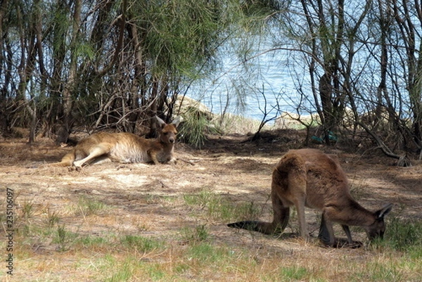 Obraz Känguru