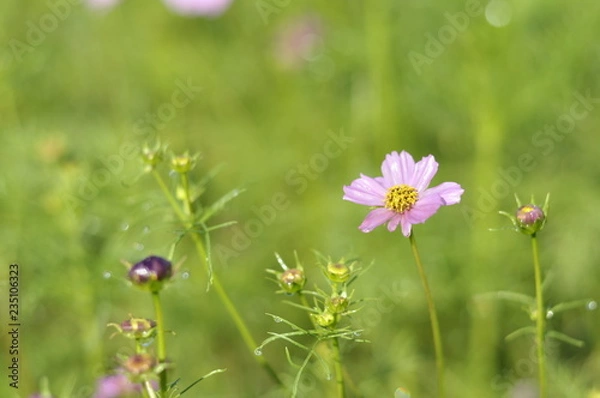 Obraz flowers on meadow