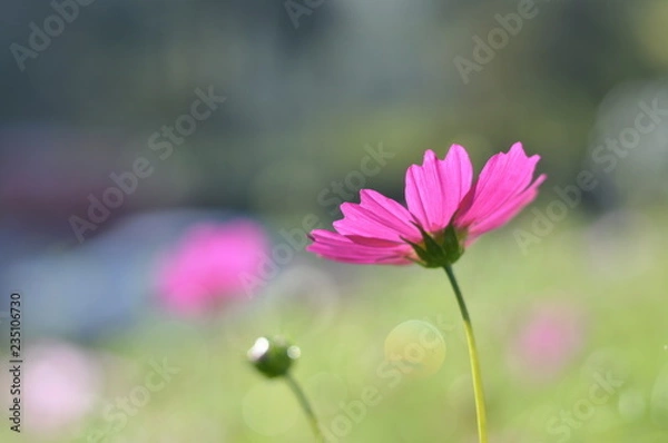 Obraz pink flower