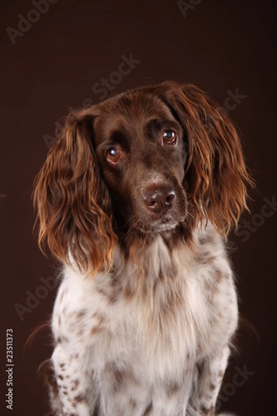 Obraz Münsterländer