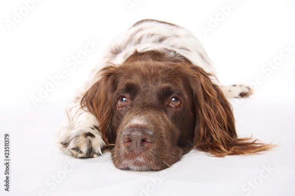 Obraz Münsterländer