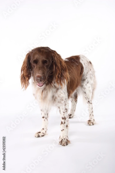 Obraz Münsterländer