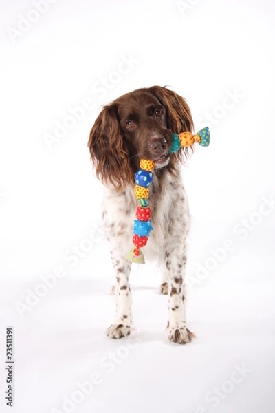 Obraz kleiner Münsterländer