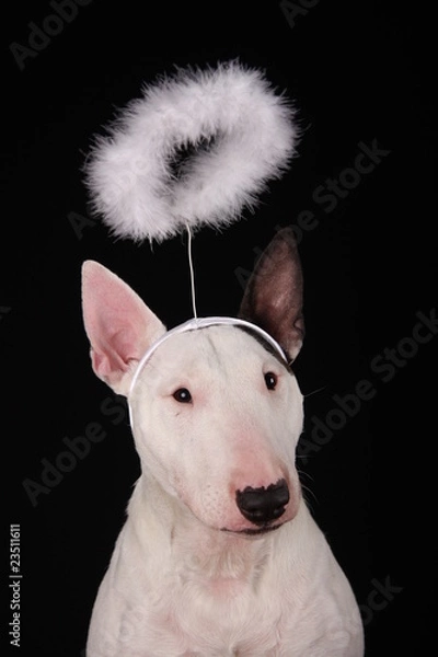Obraz Bullterrier