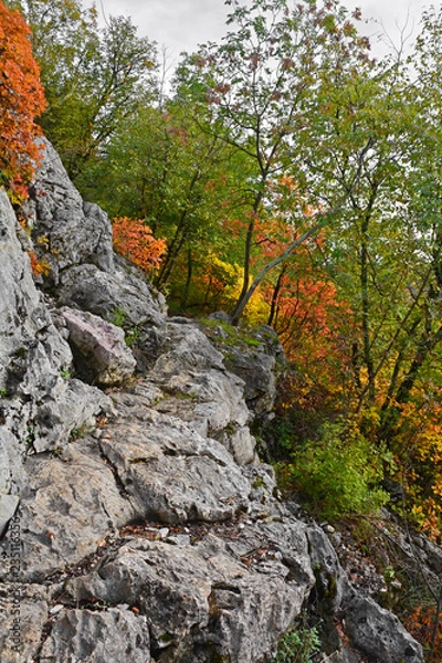 Fototapeta Autumn colours on display in the Carso karst limestone area of Friuli, near Doberdo in north east Italy.

