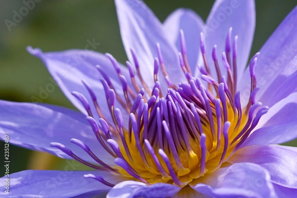 Obraz Purple Water Lily