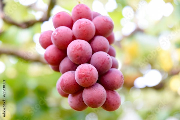 Obraz 安芸クイーン