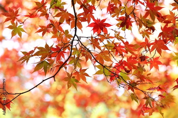 Fototapeta 踊るカエデ