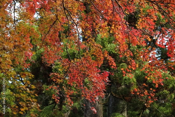 Fototapeta 紅葉雨
