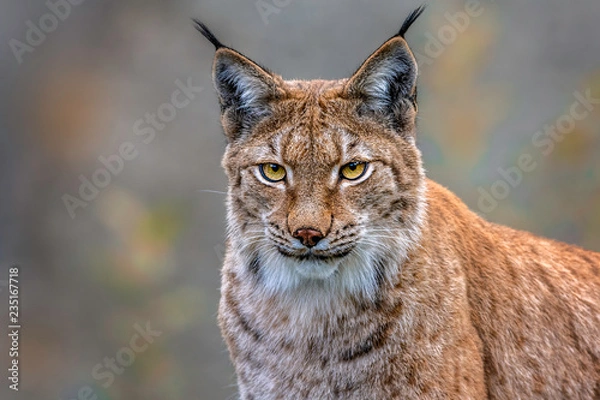 Obraz Der Luchs
