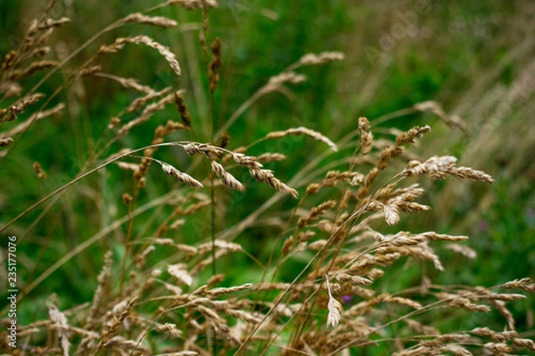 Obraz grass with morning dew