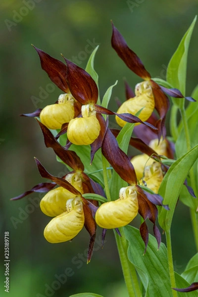 Obraz slipper-orchid
