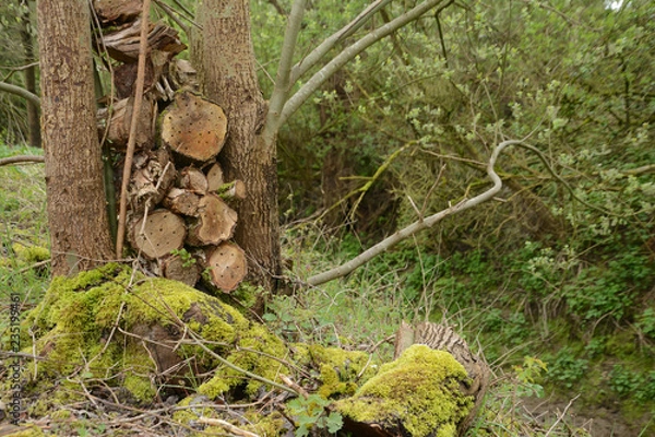 Obraz Hotel, insect, log, tree, moss, stump, river.