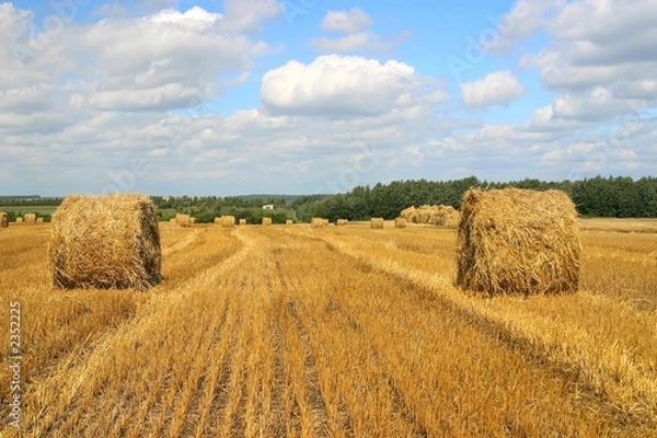 Obraz harvesting