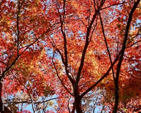 Fototapeta モミジの紅葉