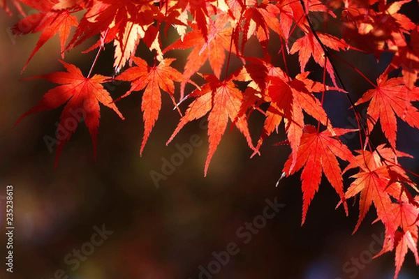 Fototapeta 真っ赤な楓の葉