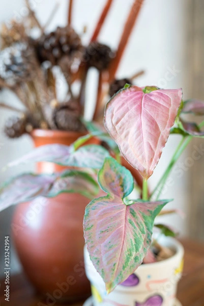 Fototapeta The  Aglaonema flowers in the vase