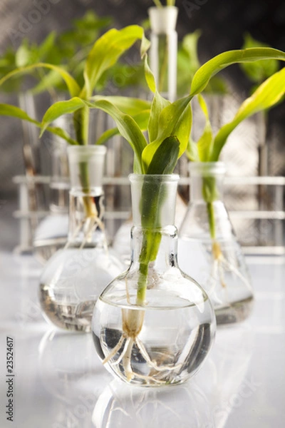 Fototapeta Experiment  plants