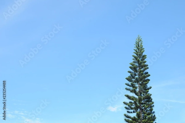 Fototapeta pine tree isolated with sky background 