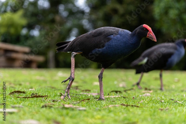 Obraz Pukeko
