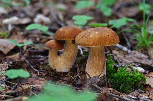 Fototapeta Wild forest mushrooms