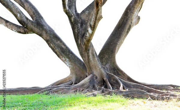 Obraz Roots of tree and trunk isolated on white background.