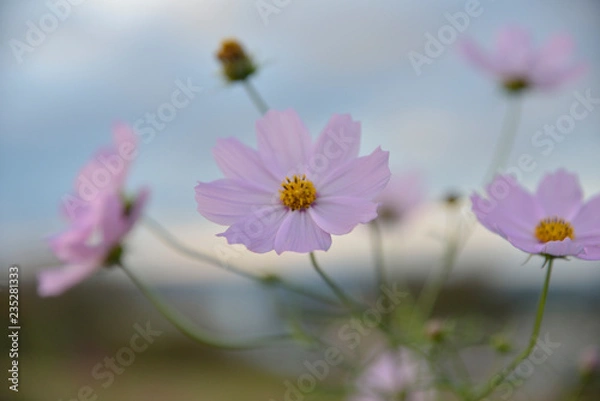 Fototapeta コスモス