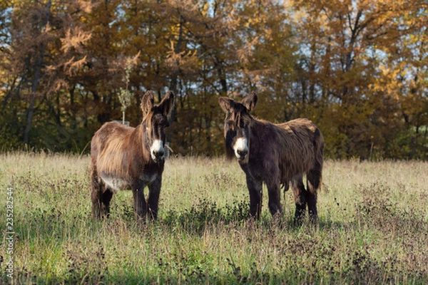 Fototapeta Âne du Poitou dans un pré