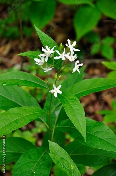 Fototapeta クサタチバナ