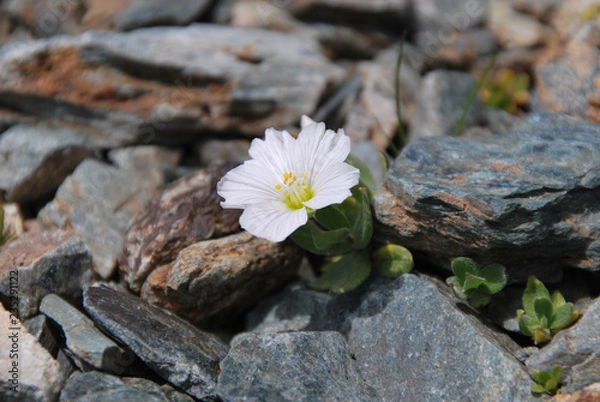 Obraz Cerastium lithospermifolium