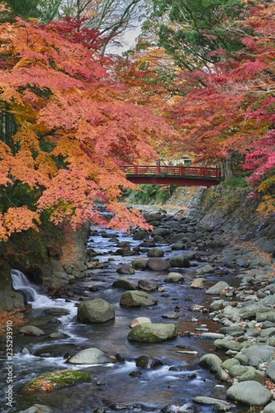 Fototapeta 秋の桂橋から楓橋を望む(修善寺温泉)