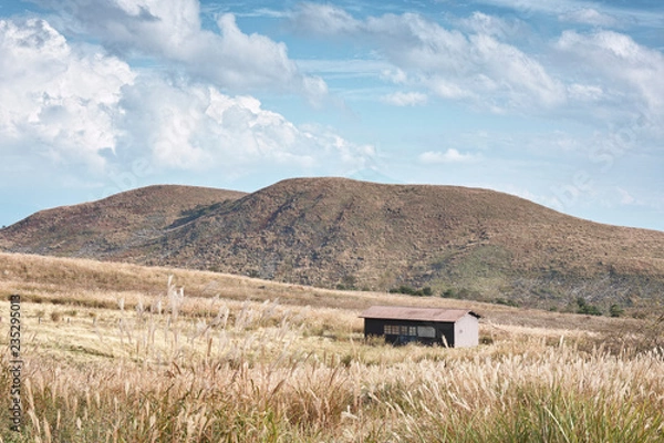 Obraz 霧ヶ峰のススキ