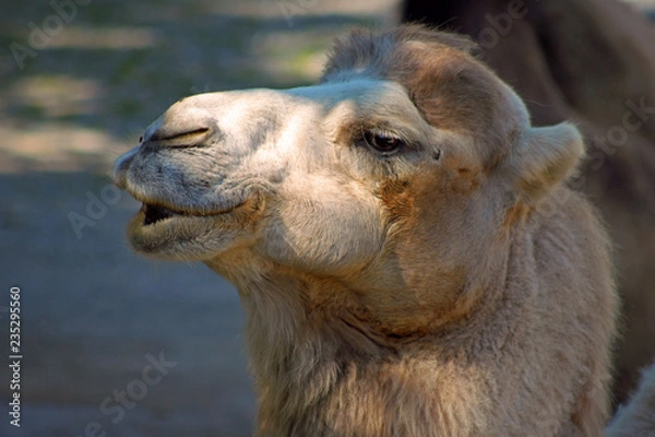 Obraz Kopf eines Kamels im Zoo