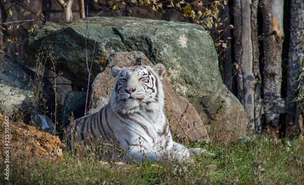 Obraz Tiger eye view close-up
