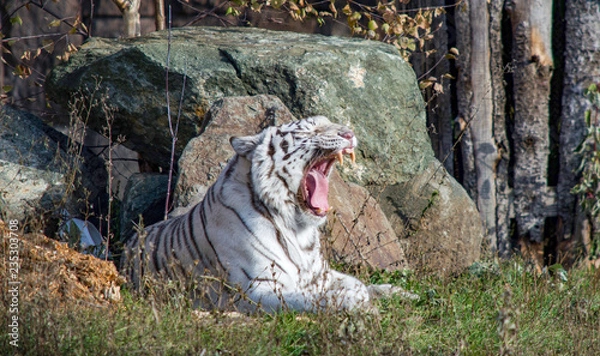 Obraz Tiger eye view close-up